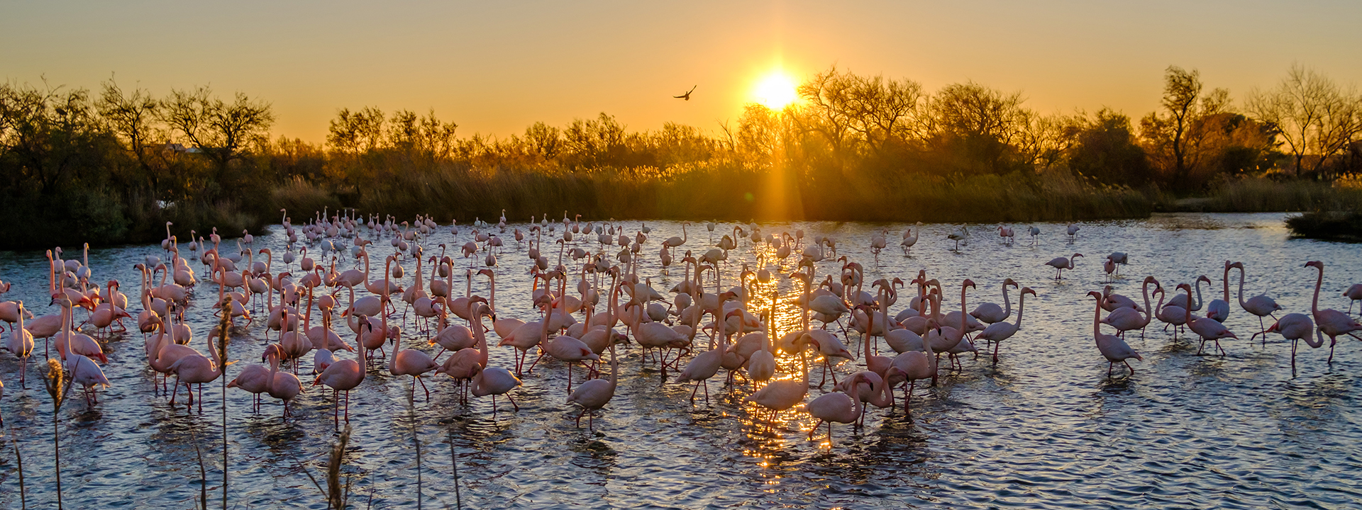 Camargue